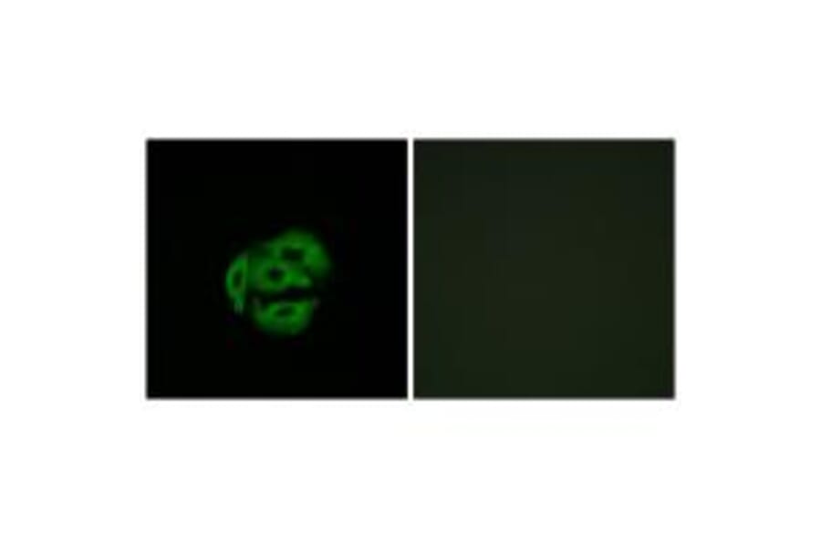 Immunofluorescence - Cytochrome P450 39A1 Antibody from Signalway Antibody (34242) - Antibodies.com