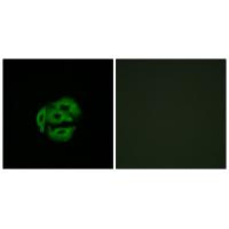 Immunofluorescence - Cytochrome P450 39A1 Antibody from Signalway Antibody (34242) - Antibodies.com