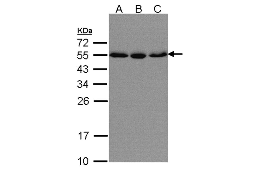 karyopherin alpha 2 antibody from Signalway Antibody (22844) - Antibodies.com