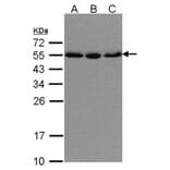 karyopherin alpha 2 antibody from Signalway Antibody (22844) - Antibodies.com