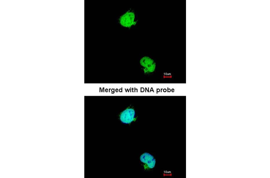 Immunofluorescence - karyopherin alpha 2 antibody from Signalway Antibody (22844) - Antibodies.com