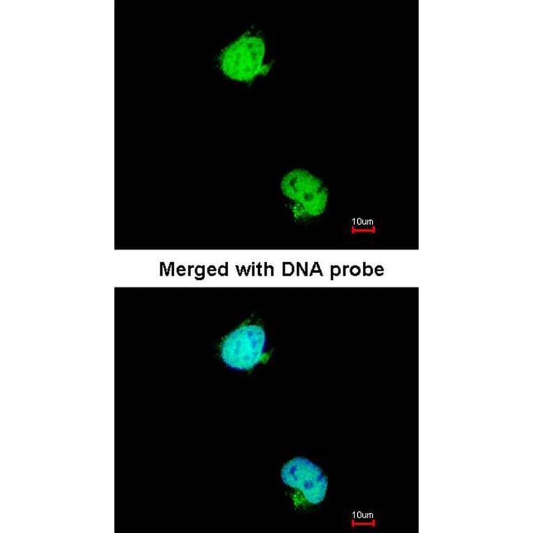 Immunofluorescence - karyopherin alpha 2 antibody from Signalway Antibody (22844) - Antibodies.com