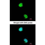 Immunofluorescence - karyopherin alpha 2 antibody from Signalway Antibody (22844) - Antibodies.com