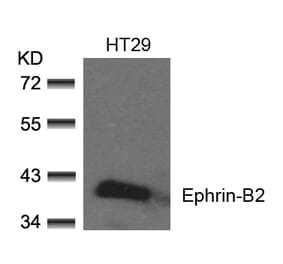 Western blot - Ephrin-B2 (Ab-330) Antibody from Signalway Antibody (21196) - Antibodies.com