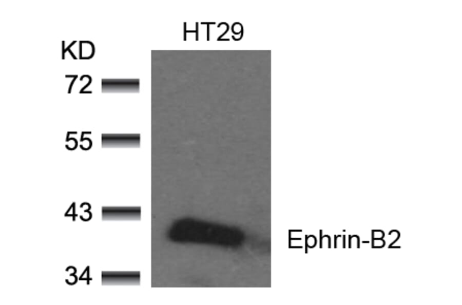 Western blot - Ephrin-B2 (Ab-330) Antibody from Signalway Antibody (21196) - Antibodies.com