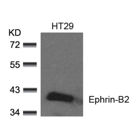 Western blot - Ephrin-B2 (Ab-330) Antibody from Signalway Antibody (21196) - Antibodies.com
