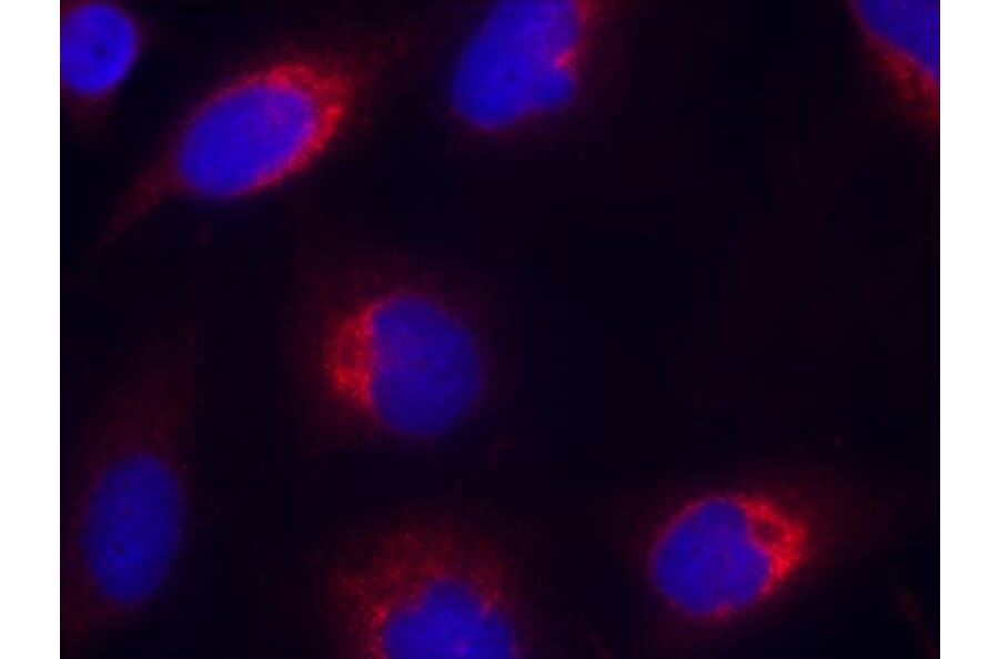 Immunofluorescence - Ephrin-B2 (Ab-330) Antibody from Signalway Antibody (21196) - Antibodies.com