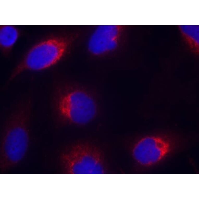 Immunofluorescence - Ephrin-B2 (Ab-330) Antibody from Signalway Antibody (21196) - Antibodies.com