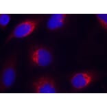 Immunofluorescence - Ephrin-B2 (Ab-330) Antibody from Signalway Antibody (21196) - Antibodies.com