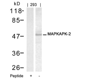Western blot - MAPKAPK-2 (Ab-334) Antibody from Signalway Antibody (21308) - Antibodies.com