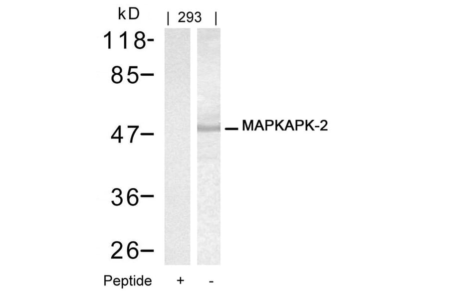 Western blot - MAPKAPK-2 (Ab-334) Antibody from Signalway Antibody (21308) - Antibodies.com