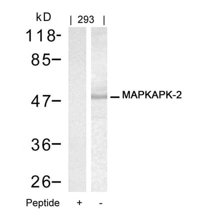 Western blot - MAPKAPK-2 (Ab-334) Antibody from Signalway Antibody (21308) - Antibodies.com