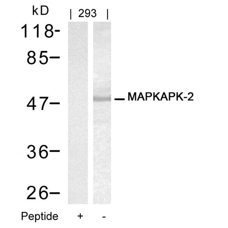 Western blot - MAPKAPK-2 (Ab-334) Antibody from Signalway Antibody (21308) - Antibodies.com