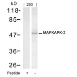 Western blot - MAPKAPK-2 (Ab-334) Antibody from Signalway Antibody (21308) - Antibodies.com