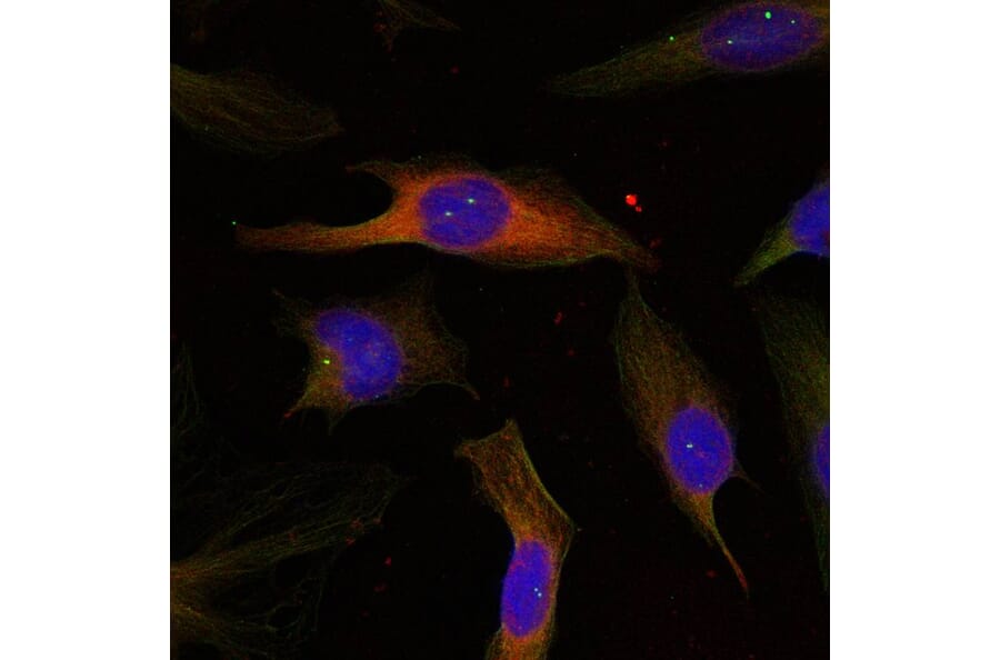 Immunofluorescence - MAPKAPK-2 (Ab-334) Antibody from Signalway Antibody (21308) - Antibodies.com
