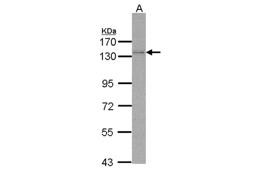DNA pol delta cat antibody from Signalway Antibody (22639) - Antibodies.com