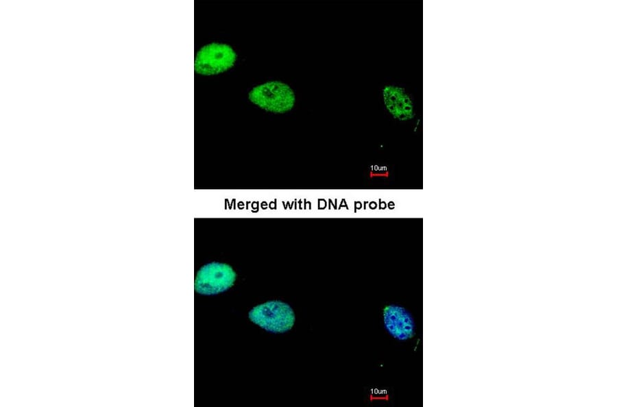 Immunofluorescence - DNA pol delta cat antibody from Signalway Antibody (22639) - Antibodies.com