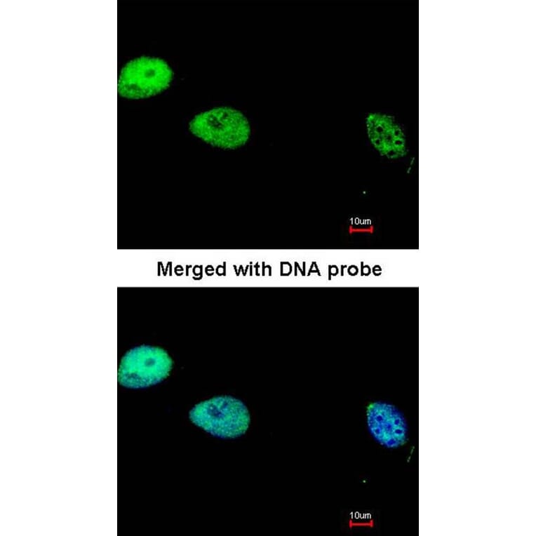 Immunofluorescence - DNA pol delta cat antibody from Signalway Antibody (22639) - Antibodies.com