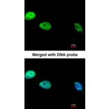 Immunofluorescence - DNA pol delta cat antibody from Signalway Antibody (22639) - Antibodies.com