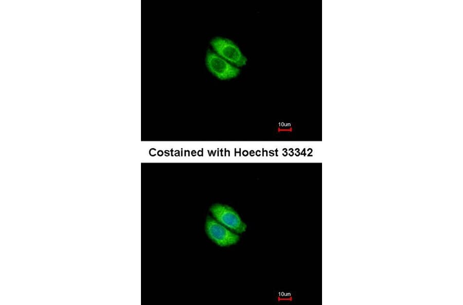 Immunofluorescence - Syntrophin alpha 1 antibody from Signalway Antibody (22845) - Antibodies.com