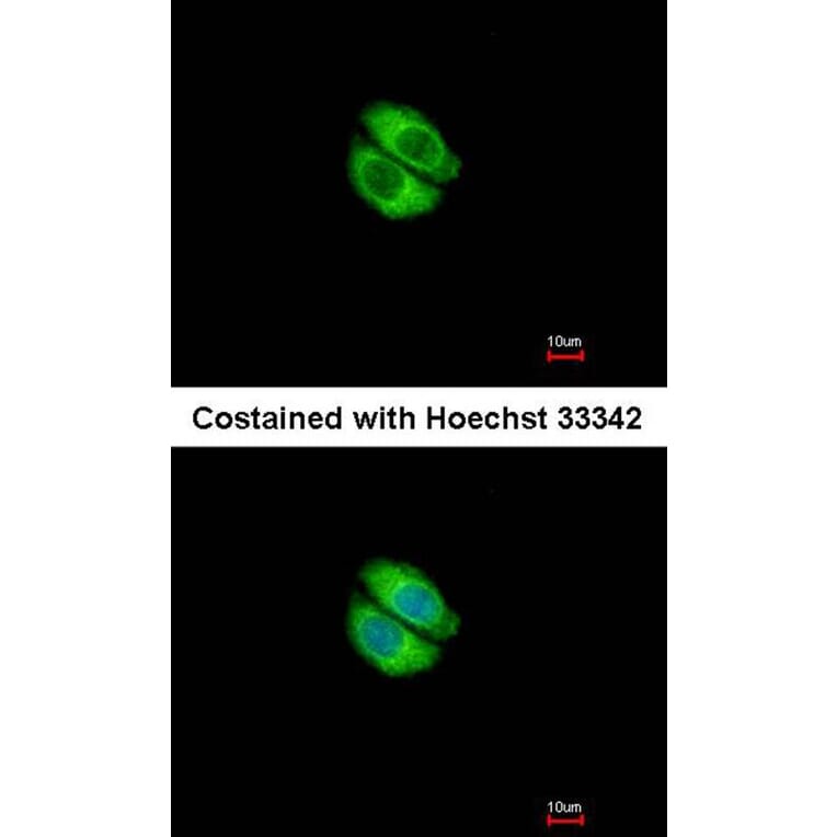 Immunofluorescence - Syntrophin alpha 1 antibody from Signalway Antibody (22845) - Antibodies.com