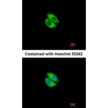 Immunofluorescence - Syntrophin alpha 1 antibody from Signalway Antibody (22845) - Antibodies.com
