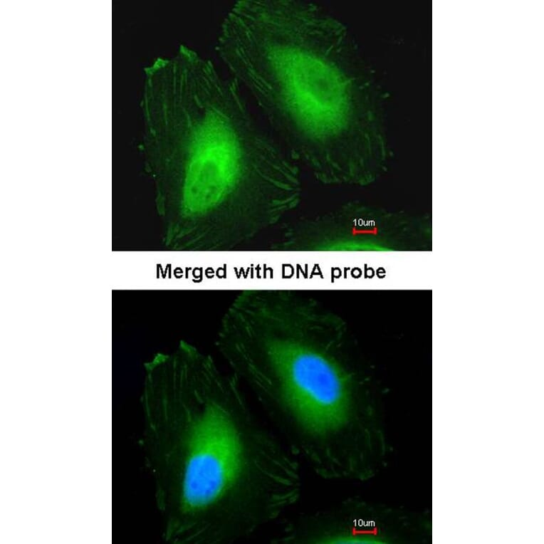 Immunofluorescence - Beta-crystallin A4 antibody from Signalway Antibody (22987) - Antibodies.com