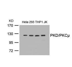 Western blot - PKD/PKCm (Ab-738) Antibody from Signalway Antibody (21126) - Antibodies.com