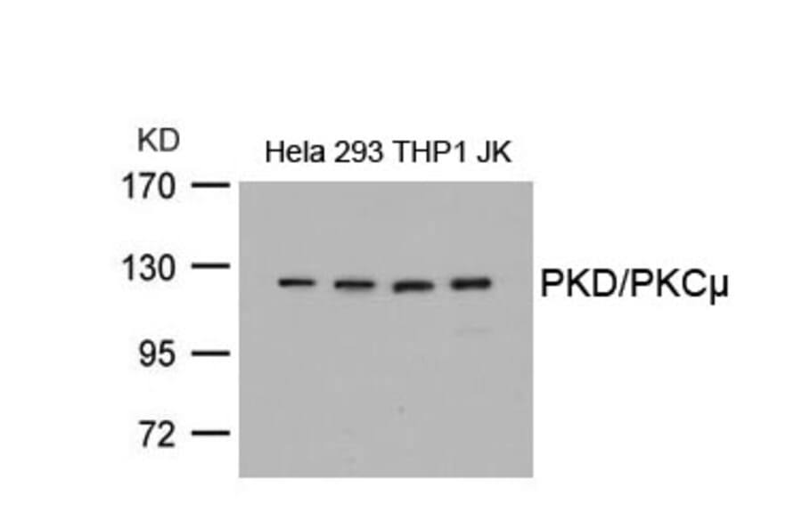 Western blot - PKD/PKCm (Ab-738) Antibody from Signalway Antibody (21126) - Antibodies.com