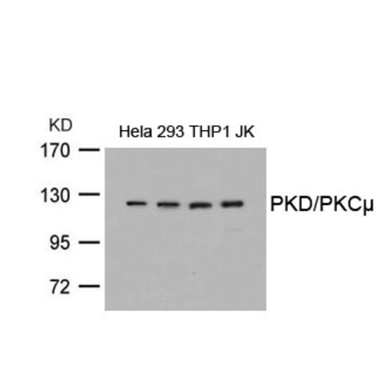 Western blot - PKD/PKCm (Ab-738) Antibody from Signalway Antibody (21126) - Antibodies.com