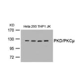 Western blot - PKD/PKCm (Ab-738) Antibody from Signalway Antibody (21126) - Antibodies.com