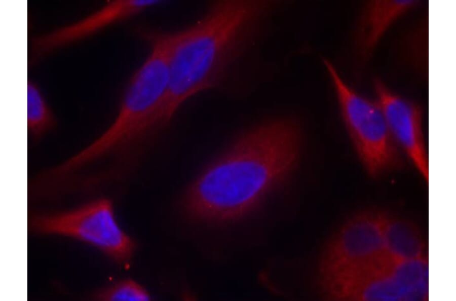 Immunofluorescence - PKD/PKCm (Ab-738) Antibody from Signalway Antibody (21126) - Antibodies.com
