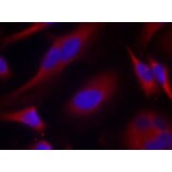 Immunofluorescence - PKD/PKCm (Ab-738) Antibody from Signalway Antibody (21126) - Antibodies.com
