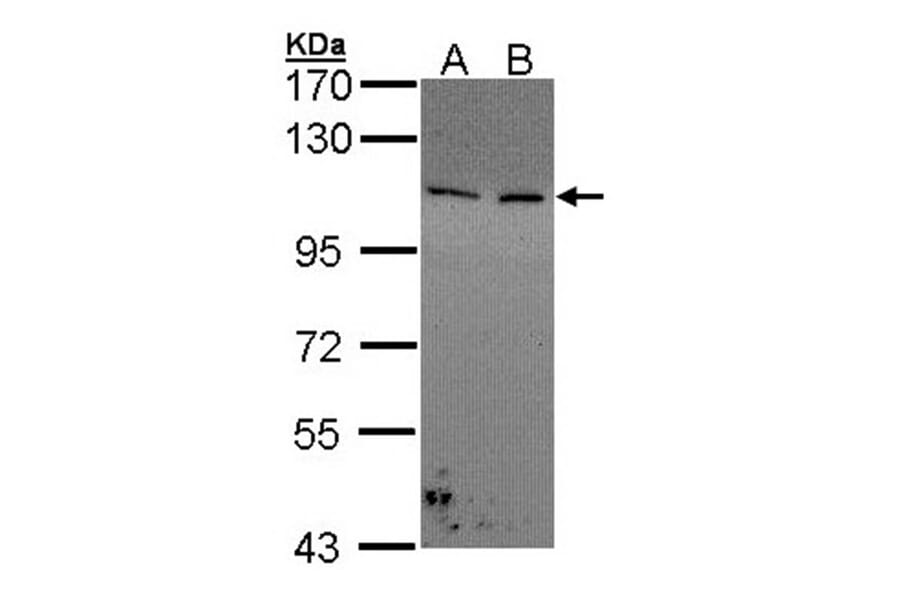 Collagen I alpha2 antibody from Signalway Antibody (22540) - Antibodies.com