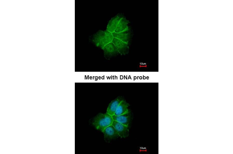Immunofluorescence - Collagen I alpha2 antibody from Signalway Antibody (22540) - Antibodies.com