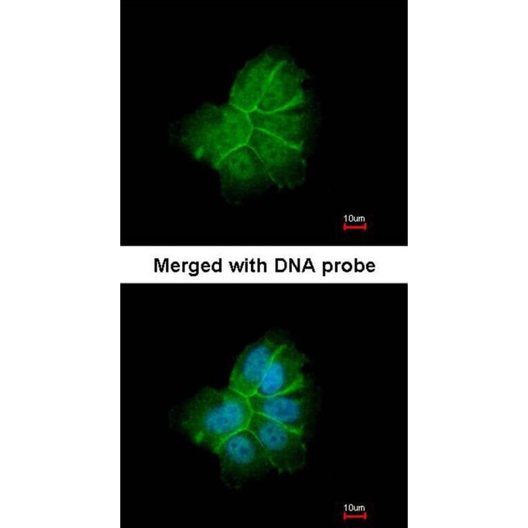 Immunofluorescence - Collagen I alpha2 antibody from Signalway Antibody (22540) - Antibodies.com
