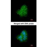 Immunofluorescence - Collagen I alpha2 antibody from Signalway Antibody (22540) - Antibodies.com