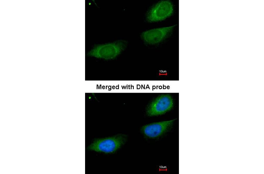 Immunofluorescence - Fibrinogen gamma antibody from Signalway Antibody (22542) - Antibodies.com