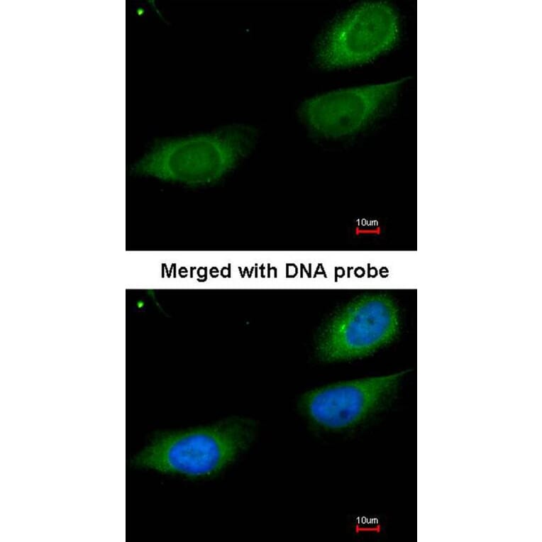 Immunofluorescence - Fibrinogen gamma antibody from Signalway Antibody (22542) - Antibodies.com