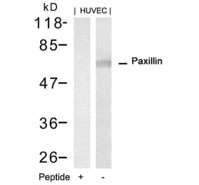 Western blot - Paxillin (Ab-88) Antibody from Signalway Antibody (21538) - Antibodies.com