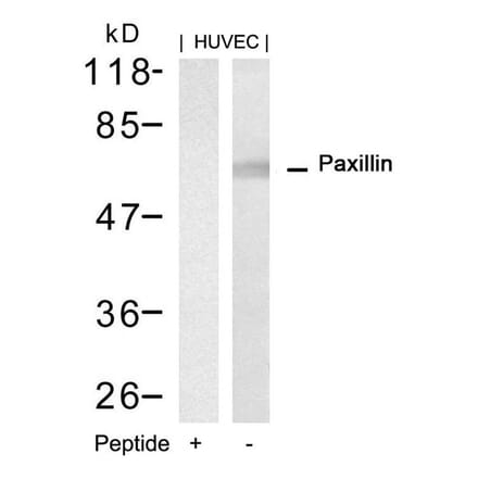 Western blot - Paxillin (Ab-88) Antibody from Signalway Antibody (21538) - Antibodies.com