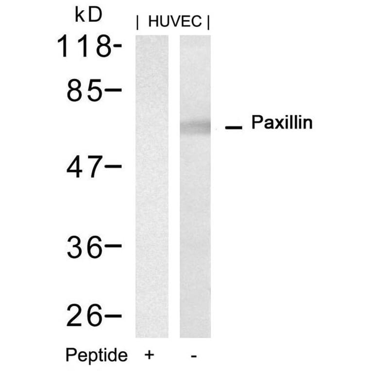 Western blot - Paxillin (Ab-88) Antibody from Signalway Antibody (21538) - Antibodies.com