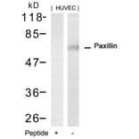 Western blot - Paxillin (Ab-88) Antibody from Signalway Antibody (21538) - Antibodies.com