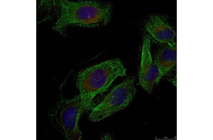 Immunofluorescence - Paxillin (Ab-88) Antibody from Signalway Antibody (21538) - Antibodies.com