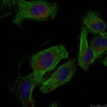 Immunofluorescence - Paxillin (Ab-88) Antibody from Signalway Antibody (21538) - Antibodies.com