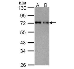 nucleoporin p62 antibody from Signalway Antibody (22099) - Antibodies.com