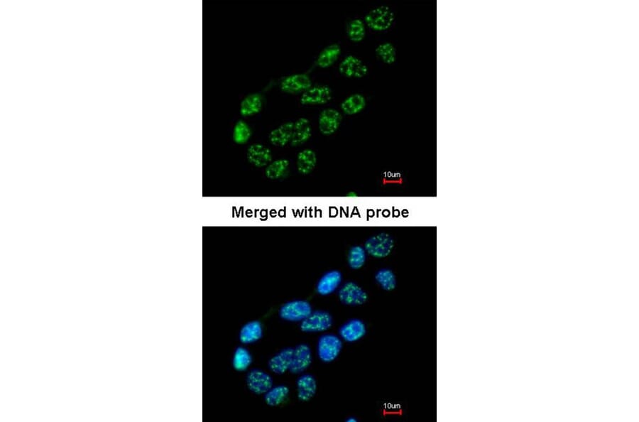 Immunofluorescence - nucleoporin p62 antibody from Signalway Antibody (22099) - Antibodies.com