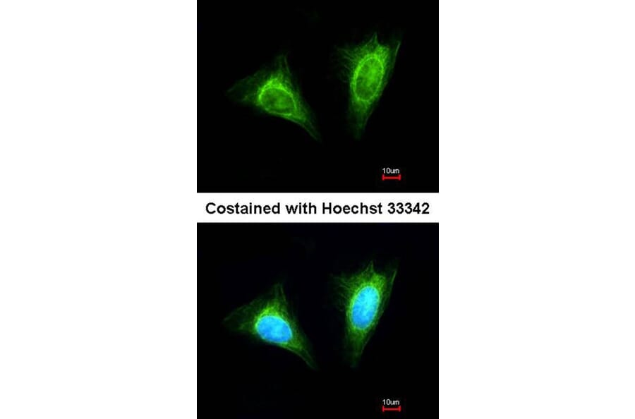 Immunofluorescence - NKG2-A (CD159a) antibody from Signalway Antibody (22434) - Antibodies.com