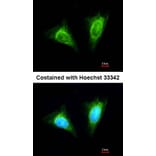 Immunofluorescence - NKG2-A (CD159a) antibody from Signalway Antibody (22434) - Antibodies.com