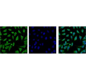 HSP70 Monoclonal Antibody from Signalway Antibody (40416) - Antibodies.com